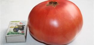 Značajke i opis sorte rajčice Scorpio, njen prinos