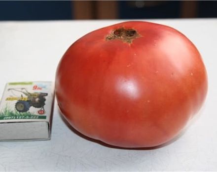Kenmerken en beschrijving van de variëteit Scorpio-tomaten, de opbrengst
