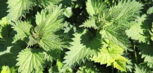 How to make a nettle dressing for cucumbers and fertilize