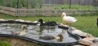 How to make a pool for ducks at home with your own hands, drawings
