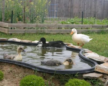 How to make a pool for ducks at home with your own hands, drawings