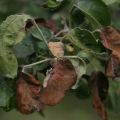 What to do if the leaves of an apple tree wither and how to treat it, causes and prevention