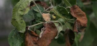 Mi a teendő, ha egy almafa levelei kiszáradnak, és hogyan lehet kezelni, azok okai és megelőzése