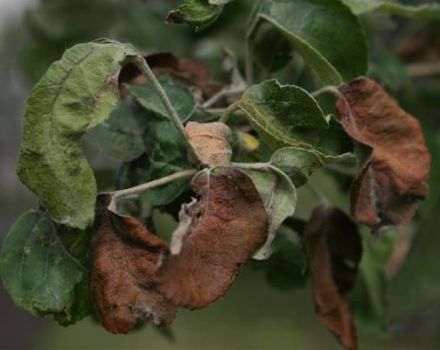 What to do if the leaves of an apple tree wither and how to treat it, causes and prevention