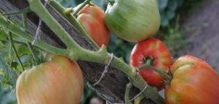 Descrizione della varietà di pomodoro portoghese Dacosta e delle sue caratteristiche
