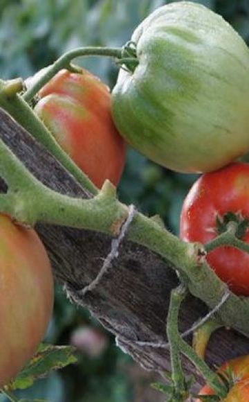 Description of the tomato variety Dacosta Portuguese and its characteristics