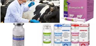 Známky a diagnostika klostridiózy u hovädzieho dobytka, liečba a prevencia