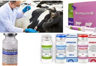 Tekenen en diagnose van clostridiose bij runderen, behandeling en preventie