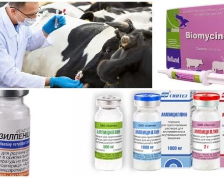 Σημεία και διάγνωση της κλοστριδίωσης στα βοοειδή, θεραπεία και πρόληψη