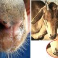 Causes and symptoms of piroplasmosis in goats, treatment and prevention