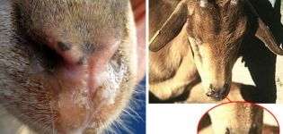 Causes et symptômes de la piroplasmose chez les chèvres, traitement et prévention