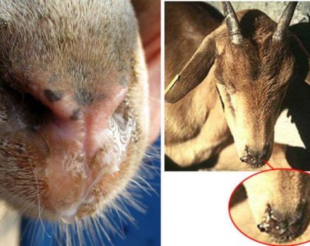 Cause e sintomi della piroplasmosi nelle capre, trattamento e prevenzione