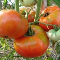 Pomidorų veislės aprašymas „Jūsų garbė“, auginimo ir priežiūros ypatumai