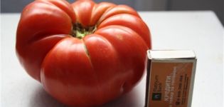 Productiviteit en beschrijving van het tomatenras Angela Gigant