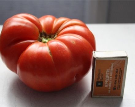 Produktivität und Beschreibung der Tomatensorte Angela Gigant