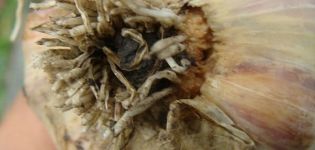 Descrizione di malattie e parassiti dell'aglio, misure di controllo, trattamento e lavorazione