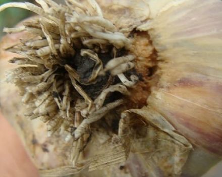 Descrizione di malattie e parassiti dell'aglio, misure di controllo, trattamento e lavorazione