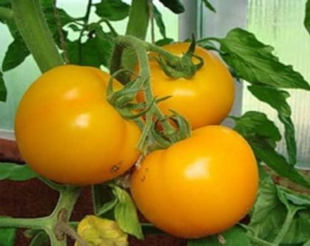 Description of the Eldorado tomato variety and its characteristics
