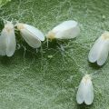 What to do if there are white midges on cucumbers and how to deal with them?