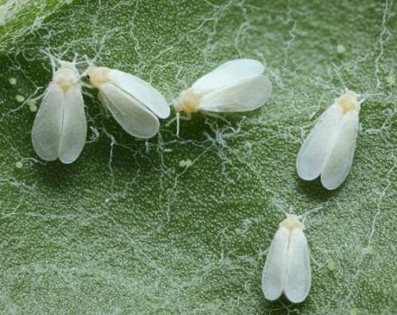 What to do if there are white midges on cucumbers and how to deal with them?