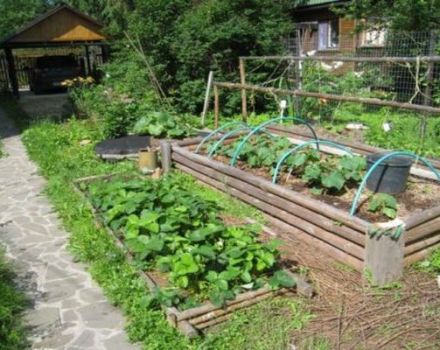 Kendi elinizle salatalık için sıcak bir bahçe nasıl yapılır