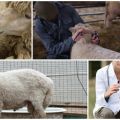 Infectieuze en niet-infectieziekten bij schapen en hun symptomen, behandeling en preventie