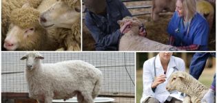 Infektiöse und nichtinfektiöse Krankheiten von Schafen und ihre Symptome, Behandlung und Vorbeugung
