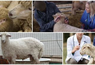 Infectious and non-infectious diseases of sheep and their symptoms, treatment and prevention