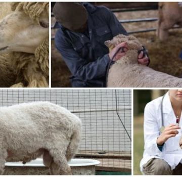 Koyunların bulaşıcı ve bulaşıcı olmayan hastalıkları ve semptomları, tedavisi ve önlenmesi