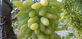 Descripción de la variedad de uva Timur y características de cultivo y cuidados