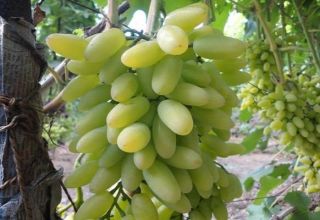 תיאור מגוון הענבים של טימור ותכונות הטיפוח והטיפוח