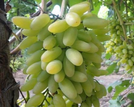 Descripción de la variedad de uva Timur y características de cultivo y cuidados