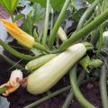 Kann man im August und Juli Zucchini auf offenem Boden pflanzen?
