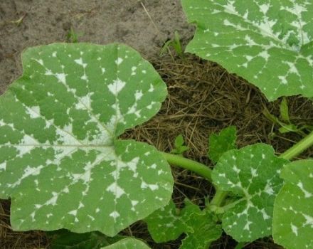 Outdoor treatment of pumpkin diseases and pest control