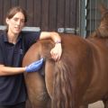 Lecturas de temperatura normal en caballos y tratamientos para anomalías