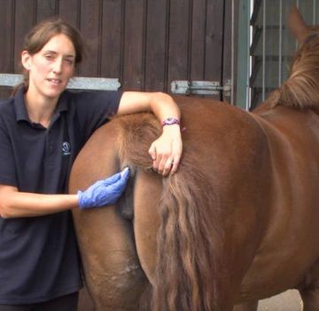 A ló normál hőmérséklete és rendellenességek kezelése