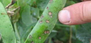 How to treat aphids on beans, other pests of legumes and control measures
