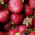 Description et caractéristiques de la variété de fraises Zenga Zengana, règles de culture