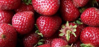 Description and characteristics of the Zenga Zengana strawberry variety, growing rules
