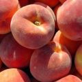 Redhaven persiku apraksts un īpašības, šķirnes izvēles vēsture un audzēšanas noteikumi
