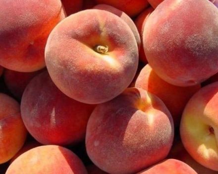 Description and characteristics of the Redhaven peach, history of selection of the variety and rules of cultivation