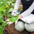 Čo robiť, ak listy uhoriek v skleníku uschnú, ako ich spracovať na ošetrenie