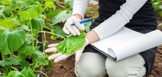 Čo robiť, ak listy uhoriek v skleníku uschnú, ako ich spracovať na ošetrenie