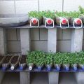 Pestovanie uhoriek na balkóne v plastových fľašiach