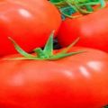 Descripción de la variedad de tomate Obra maestra eslava, cuidado de las plantas.