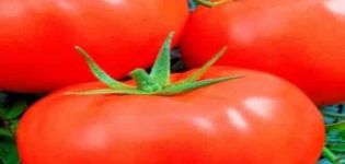 Περιγραφή της ποικιλίας ντομάτας Σλαβικό αριστούργημα, φροντίδα φυτών