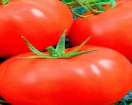 Mô tả về giống cà chua tuyệt tác Slavic, chăm sóc cây trồng
