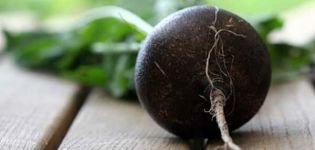 Useful properties and contraindications of black radish for the human body