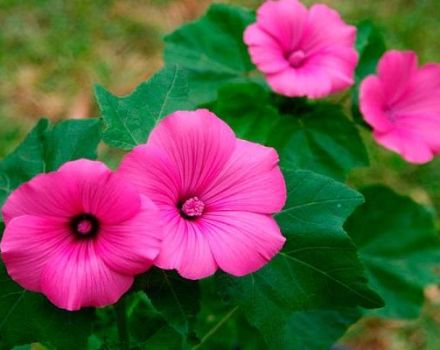 Description of the lavatera, features of growing from seeds and care for seedlings