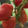 Características y descripción de la variedad de tomate Grushovka, su rendimiento.